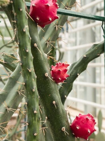 купить рассаду клубники фриго: 🌵Продается рассада кактуса "Красный дракон" - 200 сом за один👈