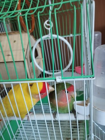 клетка для птицы: 2 попугая вместе с клеткой
