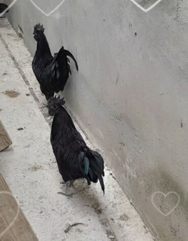 Xoruzlar: Xoruz, il: 1 -da lalafo.az — 13 Xoruzlar: Xoruz, il: 1 — 13