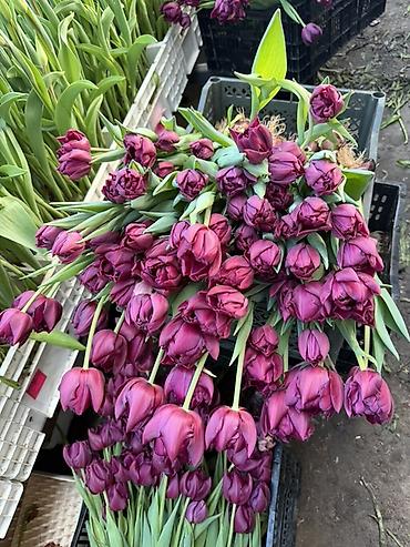 Букеты из живых цветов: Тюльпаны на 8 марта Принимаю корпоративные заказы с оформлением 16 — 17