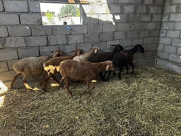 Баран, овца: Продаю | Баран (самец) | На забой at lalafo.kg — 5 Баран, овца: Продаю | Баран (самец) | На забой — 5