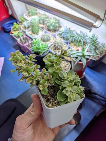 Otaq bitkiləri: Sukkulentlər. Sağlam və dözümlü bitkilərdi. Uzun müddət susuz qala — 20