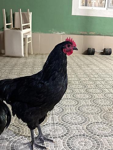 esek: Qara rəngli damazlıq xoruz Avstralop - Tam qara lələk örtüyü — 2