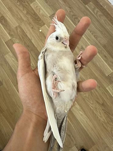 kirpi ne yeyir: Nymph (Cockatiel) papağanları – müxtəlif rəng mutasiyaları Təsvir: - — 6