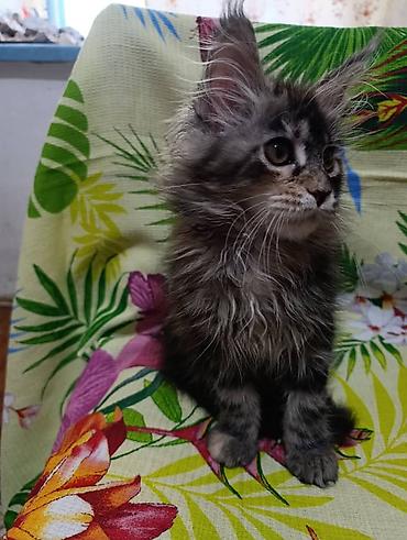 Продажа кошек: Гиганты Кошачьего мира❤️ Мейн-Куны❤️❤️❤️Мини питомник не клеточного — 6