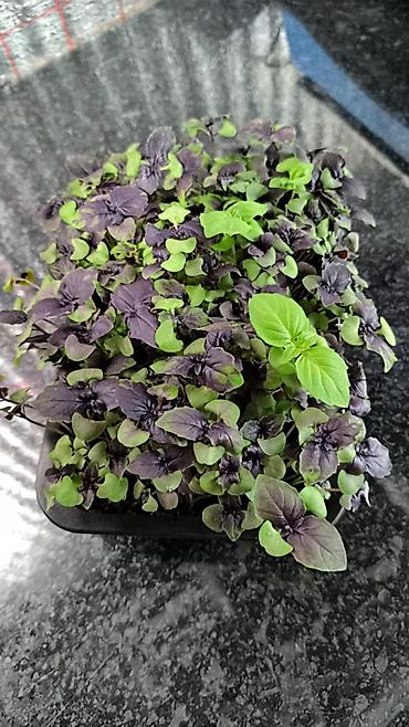 Микрозелень: Микрозелень и молодые травы в кассетах - Ассортимент: микрозелень — 38