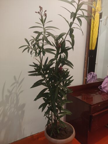 купить удобрение: Комнатное растение в горшке — олеандр (Nerium oleander). - Высота lalafo.kg да купить удобрение: Комнатное растение в горшке — олеандр (Nerium oleander). - Высота