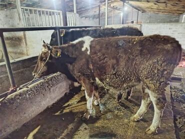 Коровы, быки: Продаю | Тёлка | Алатауская | На забой, Для разведения — 3