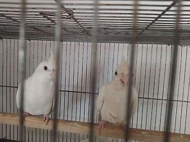 quş: Ağ rəngli korella balaları. 6 ayin balalaridi qiymət cütünə — 1