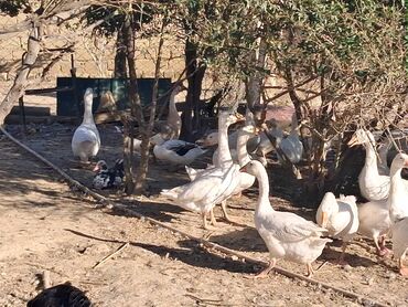 чихуахуа в добрые руки: Linda Qazlari 3_ayliq tam saglamdirlar inqibator deyil