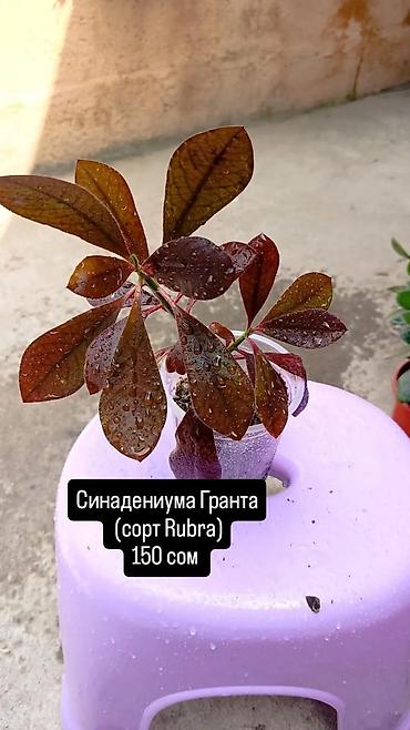 Сингониумдар: Комнатные растения в горшках: - Синадениума Гранта (сорт Rubra) — — 2