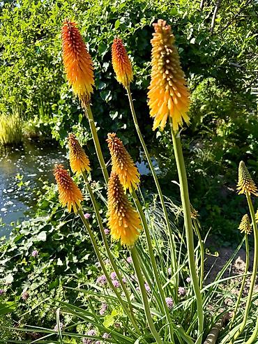 Книфофия (Kniphofia, «красный факел») — декоративный многолетник с