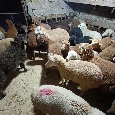 Quzu: Salam aleyküm dişi quzlar205 mantda kom 14 quzdu dişller. erkey — 6