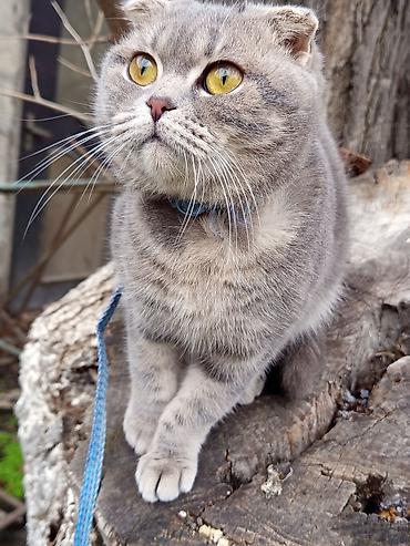 Pişiklər: Şotland, Dişi — 10