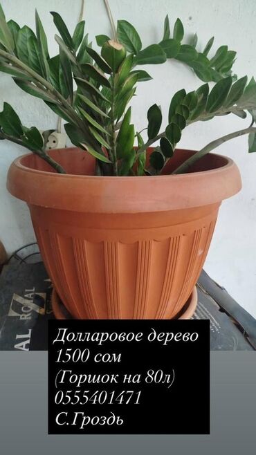 Замиокулькас (Долларовое дерево): Долларовое дерево (замиокулькас) в большом горшке. - Крупное