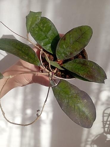 Хойи: Хойи в продаже! Номер по фото, названия и цены указаны: #1 — 7