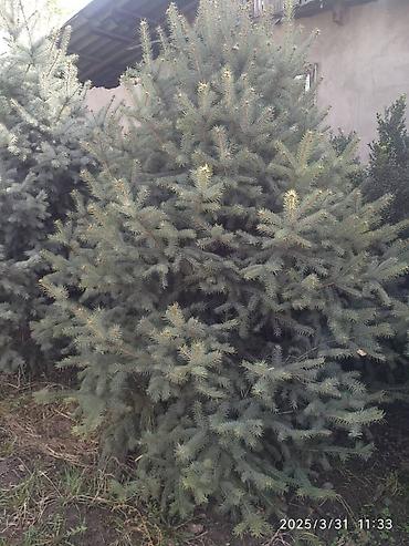 Декоративные деревья: Саженцы деревьев: Ели — 29