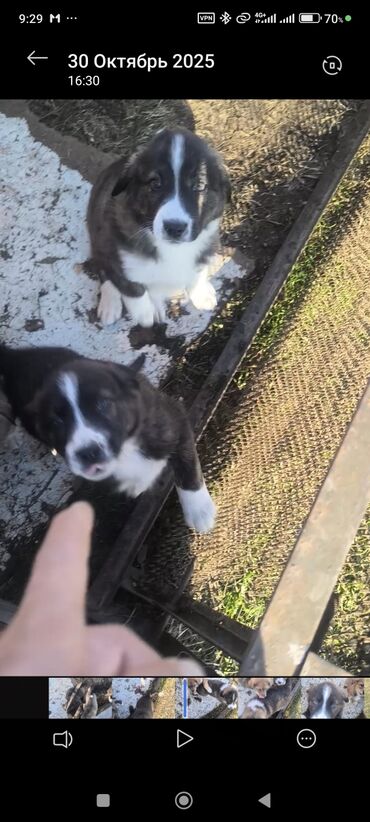 купить рабочую охотничью собаку: Щенки крупной рабочей породы Алабай. - Идеальны для тех, кто ищет