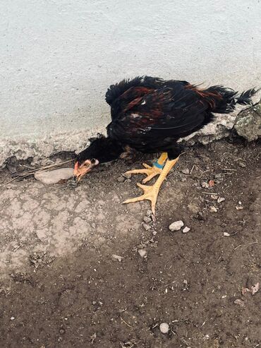 Toyuqlar: Toyuq, Damazlıq — 3