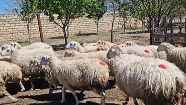 Qoyunlar, qoçlar: Dişi, il: 1, Damazlıq, Pulsuz çatdırılma — 24