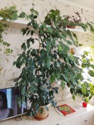 стол с книжным шкафом: Продаю фикус. Длина с горшком 150 см, без горшка 127см