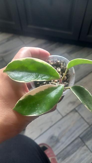 uzun: Məhsul: Hoya Krimson Queen ‘Tricolor’ (variegatlı hoya) – şirəli — 2