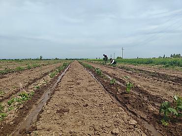 Другие специальности: Талаа иштерине Байкелер, Жигиттер керек суугатка. Кулпунай, Малина — 7