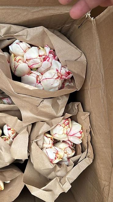 Букеты из живых цветов: Тюльпаны упаковки в крафт-бумаге - Разнообразие окрасов — 9