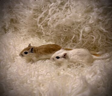 Хомяки: Продаются хомячки джунгарские, сирийские, ангорские пушистые хомячки — 19
