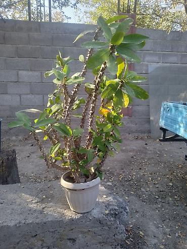 медвежьи ушки: Комнатное растение — молочай Милля (Euphorbia milii), крупный куст в — 1
