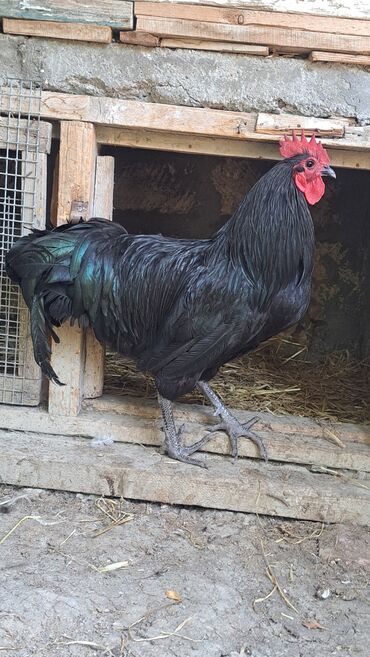 Xoruzlar: Xoruz, il: 1, Pulsuz çatdırılma — 13