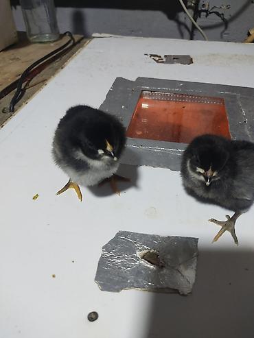 Xoruzlar: Australorp Xarkaov cucelerin
Sifarişi — 8