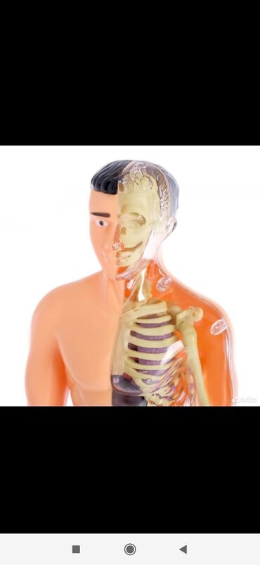 медицинский банка: Скелет Кукла человеческий отдам за 500с