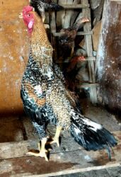 Digər quşlar: Heyratı ailəsi satılır. Pleymut beçə 7 aylıq 80azn, fərələr tək-tək 40 — 3