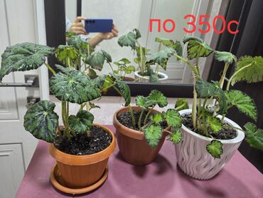 украшения для аквариума: Продаю домашние цветы: эухарис, антуриум, спатифиллюм женское счастье