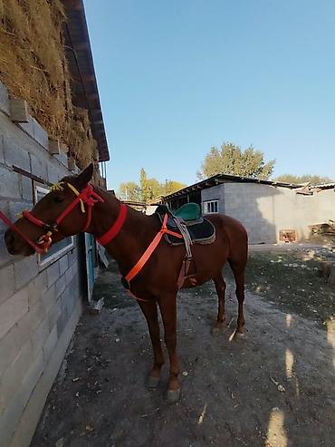 Продам с/х животных: Продаю | Жеребец | Конный спорт — 2