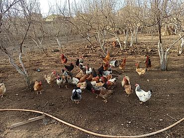 Yumurta: Kənd yumurtasi satilir. Unvan Novxani.Əsil təbi dərmansiz kənd — 1