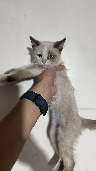 купить кота: Сиамская, 4 месяца, Мальчик, Приучена к лотку — 6