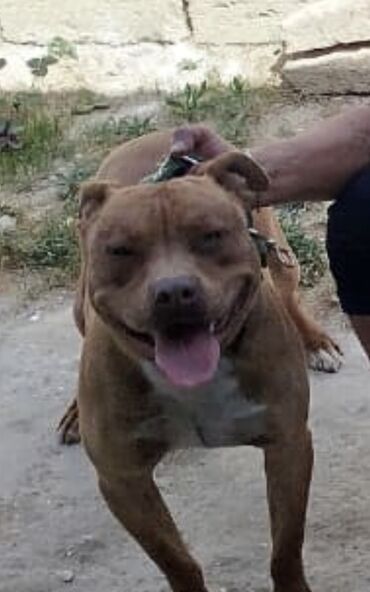 qanqalın ölçüsü: Pitbul, 11 ay, Erkek