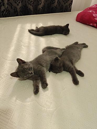 купить вислоухого котенка: Скотиш Страйт (Шотландская прямоухая), 2 месяца, Девочка, Серый, Приучена к лотку, С документами — 4