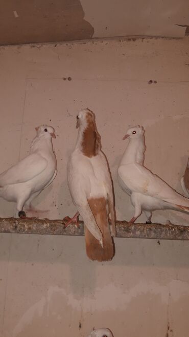 Göyərçinlər: Bawi kekili dizden cilpaq boynu qülü sari quyruqlar axi olanlarda var — 4