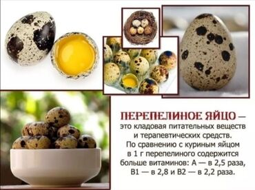 Молочные продукты и яйца: Пищевое перепелиное яйцо, свежее, домашнее. Беловодск