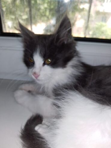 ангорские котята: Котёнок мальчик,2.5 месяца.ходит в лоток с бентонитывым