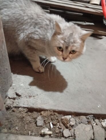 отдам породистых котят: Помогите пристроить Котя и кошку. котята похожи на маму, и один