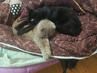 Pişiklər: Şotland — 18