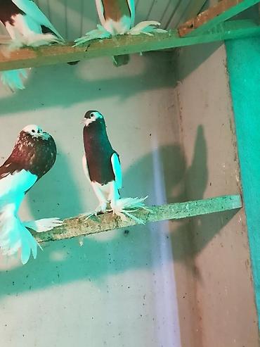 Pişiklər: Pişiklər — 22