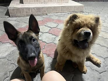 Продажа собак: 🐕 ДРЕССИРОВКА СОБАК | ПЕРЕДЕРЖКА + ОБУЧЕНИЕ 🐾 Опыт работы с собаками — 19