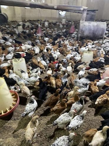 broyler yemi: Təsərrüfat üçün qarışıq yerli cins cücələr - Məhsul: Ətlik/yumurtalıq — 6