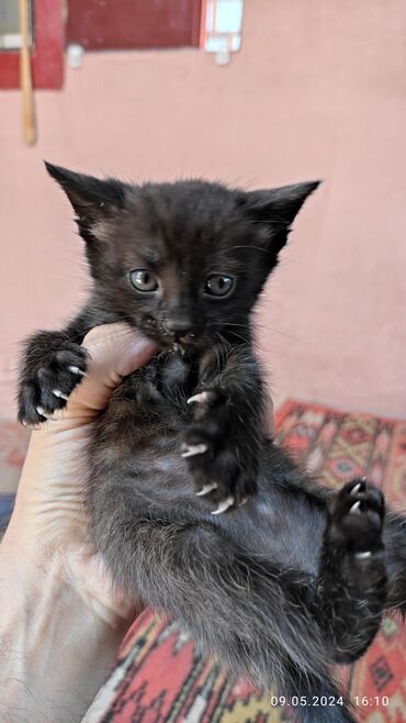 sevimli pisik sekilleri: Pulsuz! 2 aylıqdı, İstəyən gəlsin