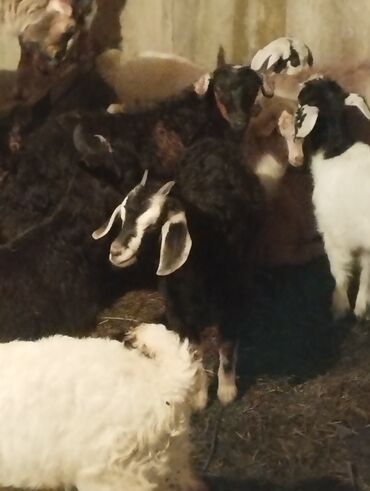 sud veren keci: Dişi, Alpine, il: 1, Damazlıq, Ünvandan götürmə